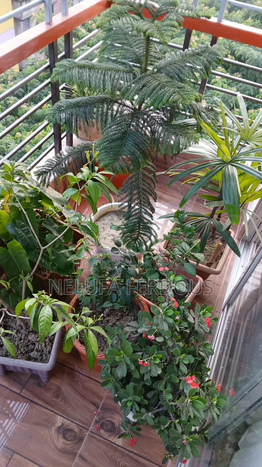 ইনডোর প্ল্যান্টস
