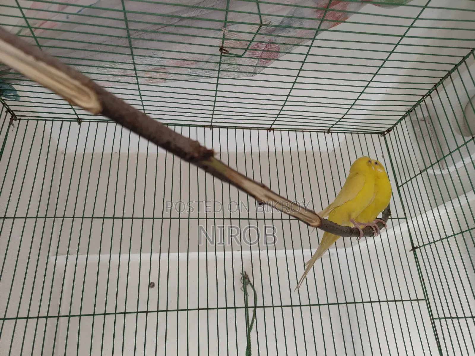 বাজরিগার পাখি