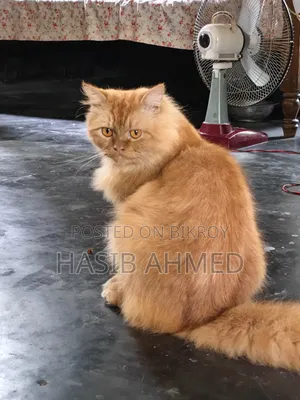 ৬-১২ মাস বয়সী পুরুষ খাঁটি পার্সিয়ান