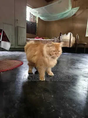 ৬-১২ মাস বয়সী পুরুষ খাঁটি পার্সিয়ান