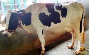 ১৭১৬ নং মুন্ডি জাতের গাভী গরু।