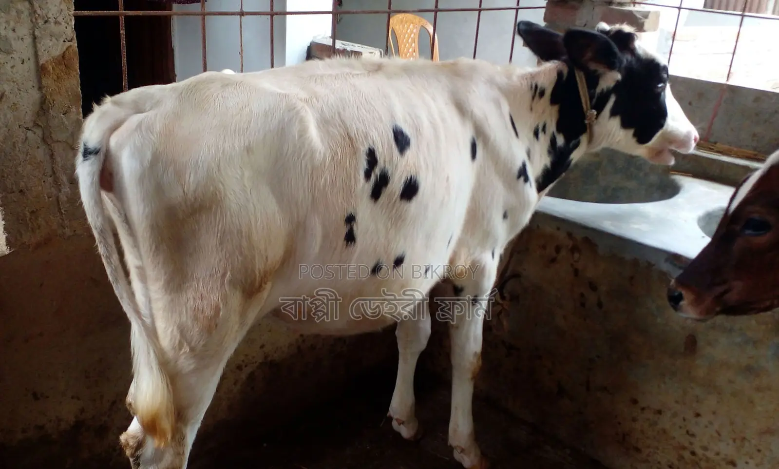 ১৭১৮ নং উন্নত জাতের বকনা ।