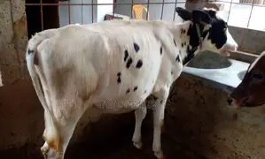 ১৭১৮ নং উন্নত জাতের বকনা ।