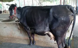 ১৭১৯ নং উন্নত জাতের গাভী গরু বিক্রয় হবে ।