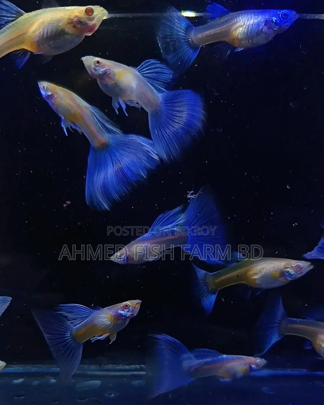 সুন্দর নীল লেজযুক্ত টোপাজ গাপ্পি কালেকশন