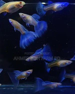 সুন্দর নীল লেজযুক্ত টোপাজ গাপ্পি কালেকশন