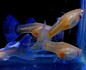 সুন্দর নীল লেজযুক্ত টোপাজ গাপ্পি কালেকশন