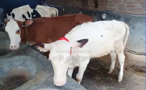 ১৬২০ নং ৩টি বকনা বিক্রয় হবে।
