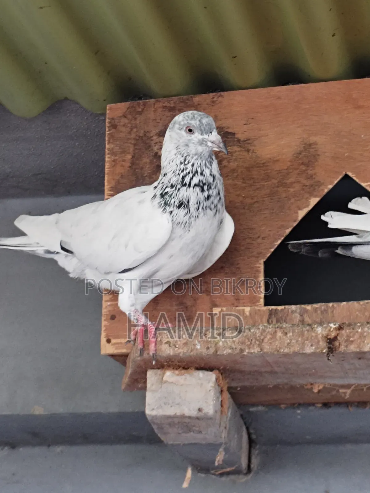 Top Quality High Flyer Pigeon