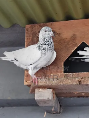 Top Quality High Flyer Pigeon
