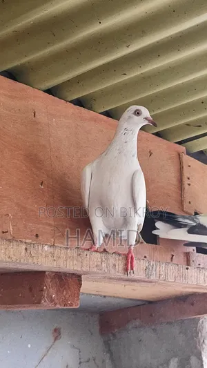 Top Quality High Flyer Pigeon