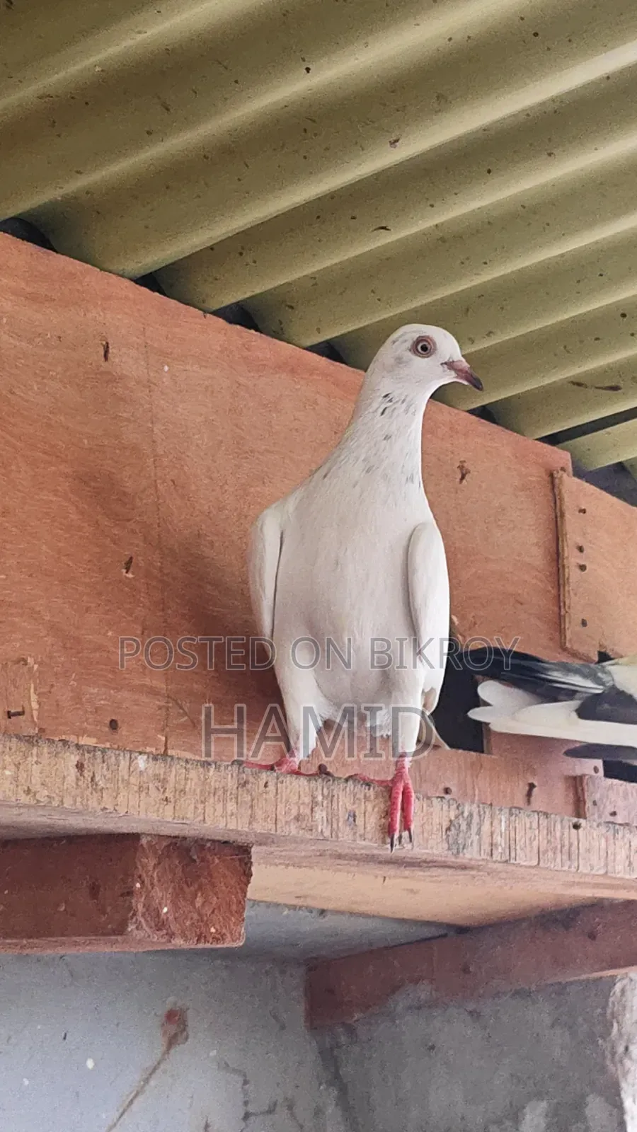 Top Quality High Flyer Pigeon