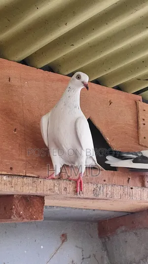 Top Quality High Flyer Pigeon