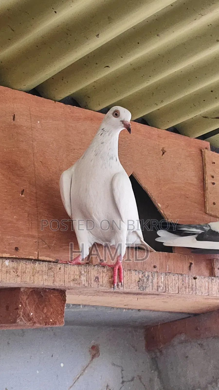 Top Quality High Flyer Pigeon