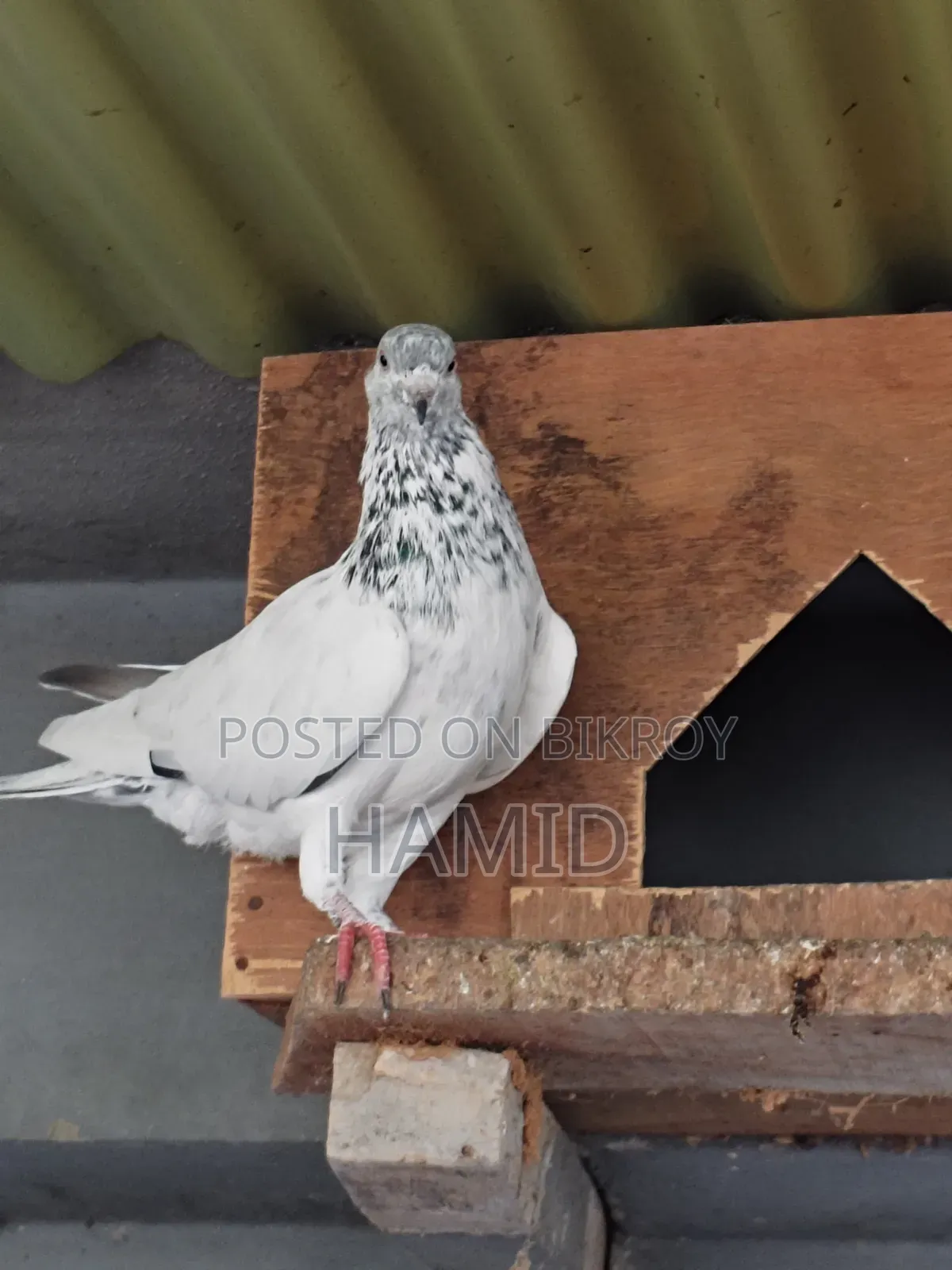 Top Quality High Flyer Pigeon