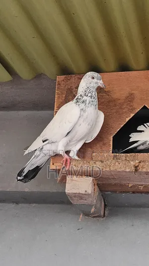 Top Quality High Flyer Pigeon