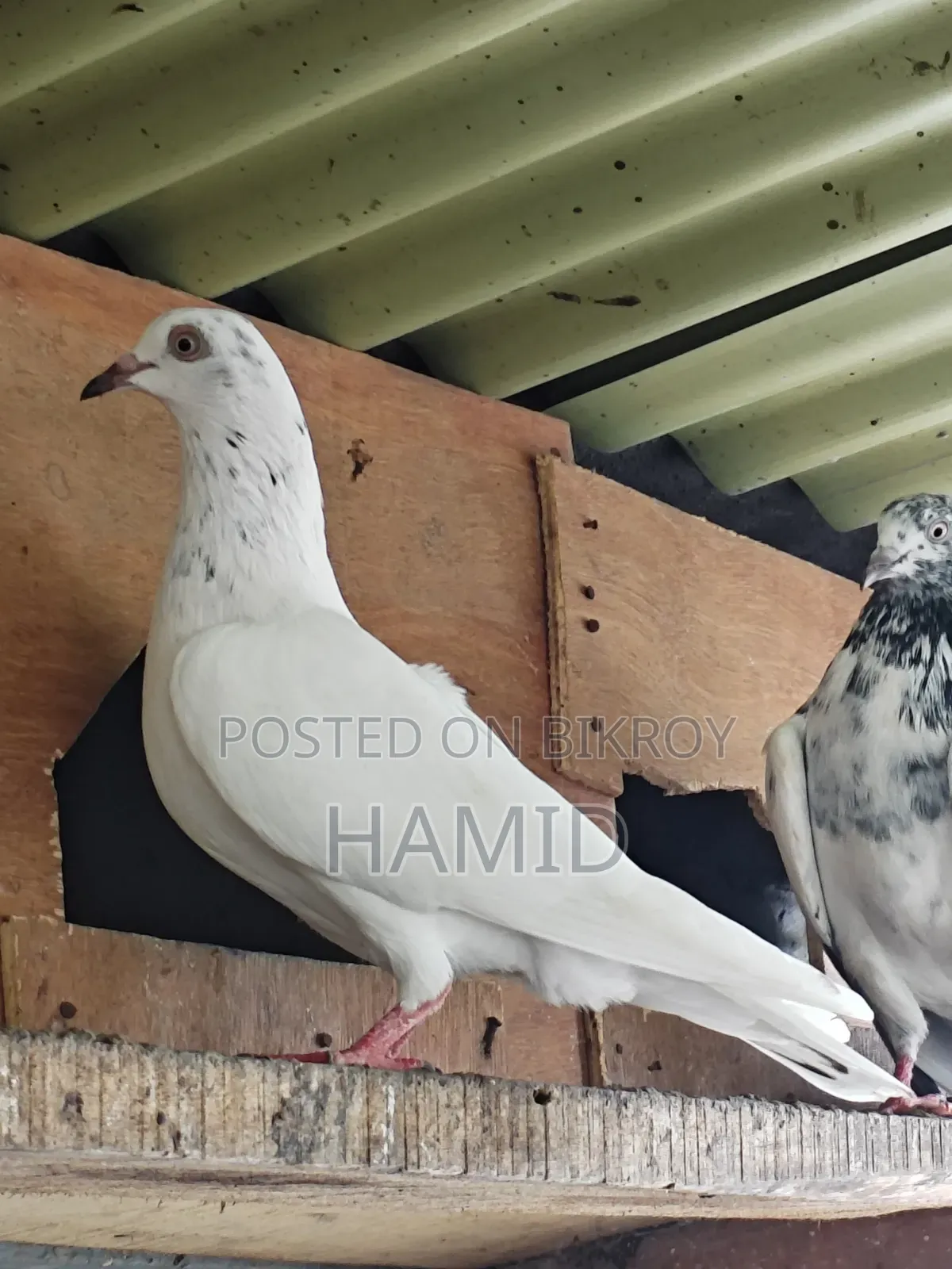 Top Quality High Flyer Pigeon