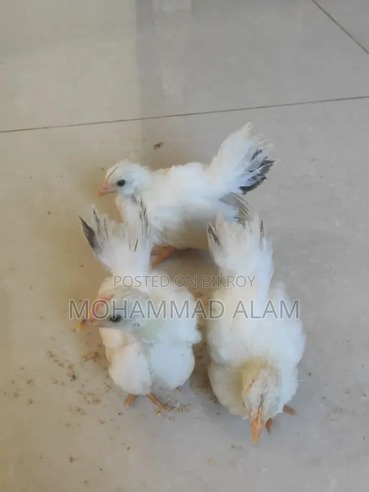 জাপানিজ বেন্তাম বেবি