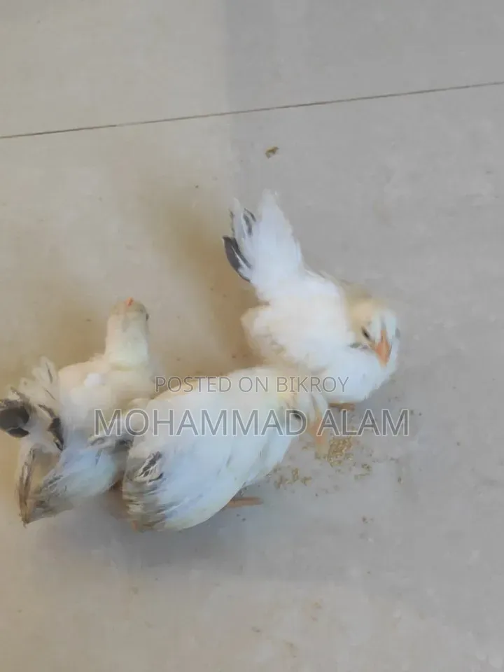 জাপানিজ বেন্তাম বেবি