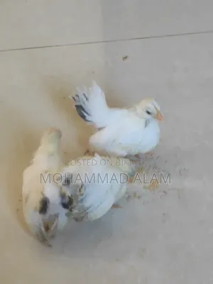 জাপানিজ বেন্তাম বেবি