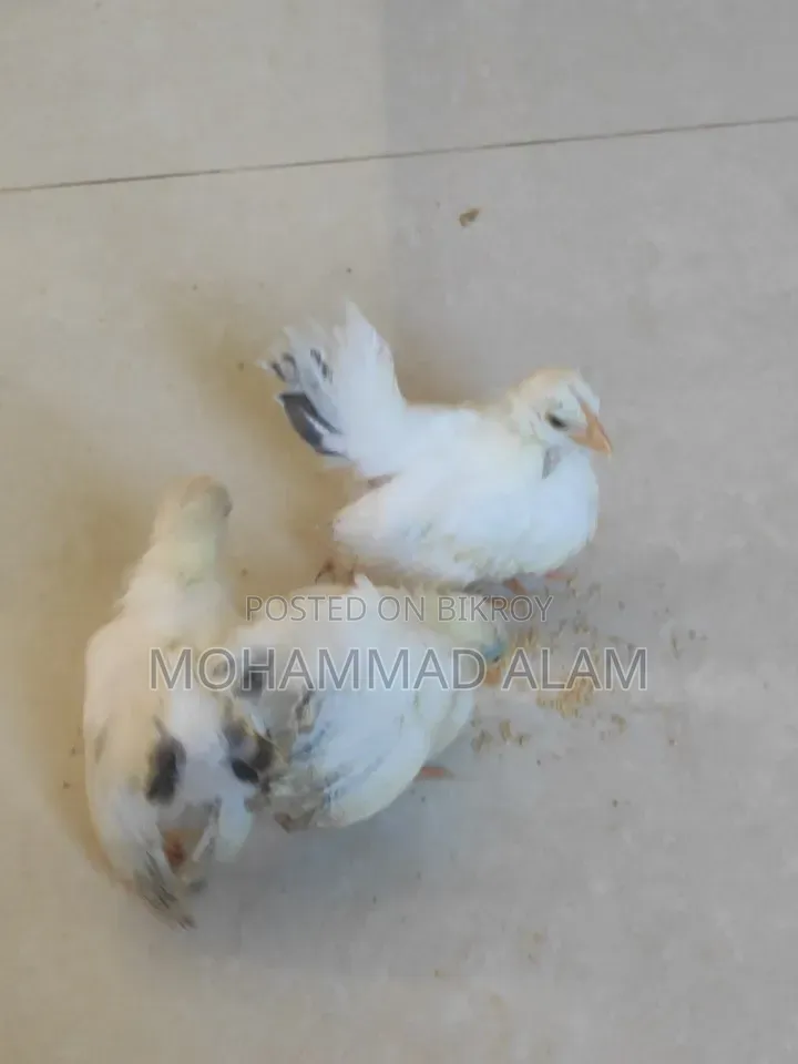 জাপানিজ বেন্তাম বেবি