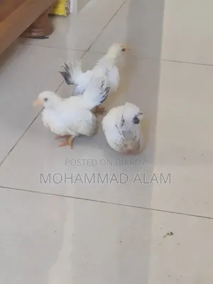 জাপানিজ বেন্তাম বেবি