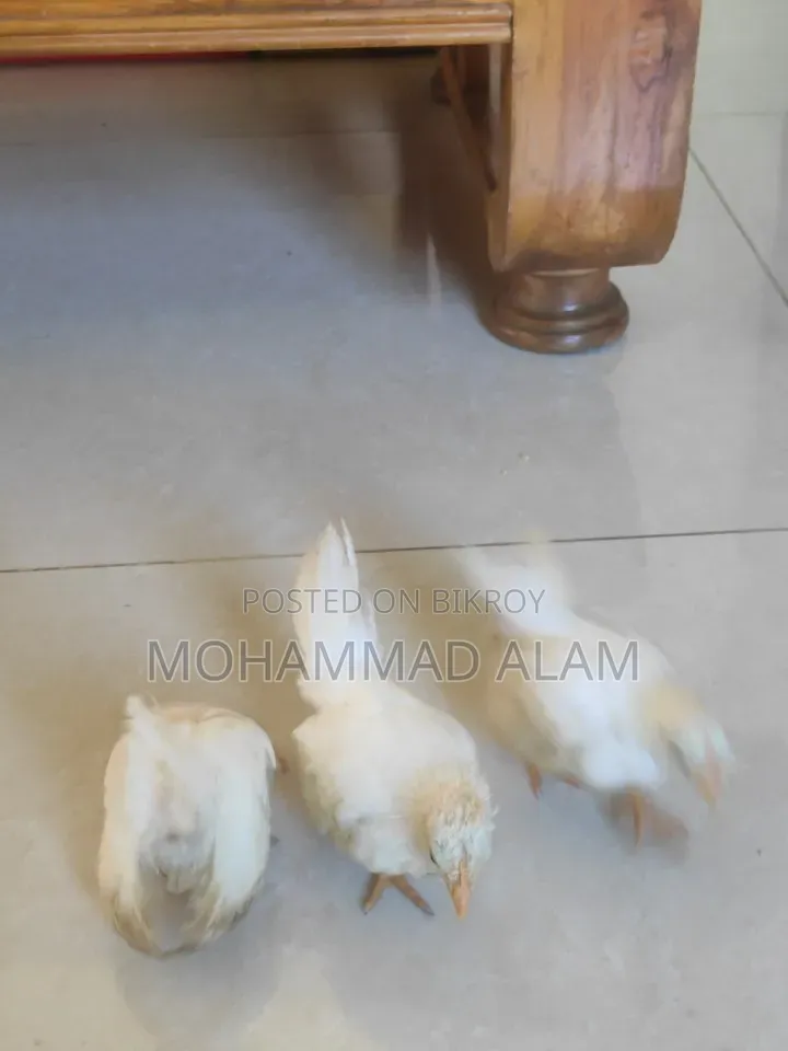 জাপানিজ বেন্তাম বেবি