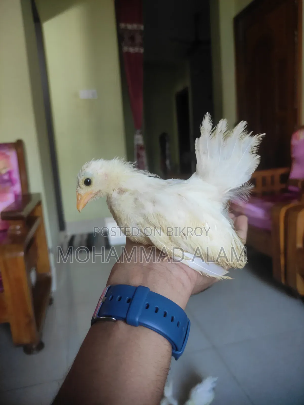 জাপানিজ বেন্তাম বেবি