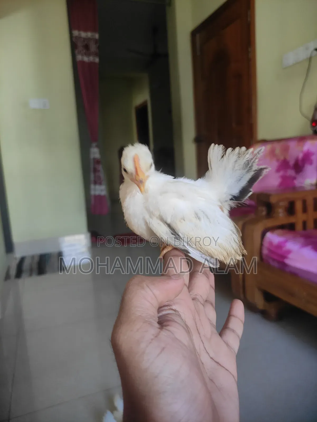জাপানিজ বেন্তাম বেবি