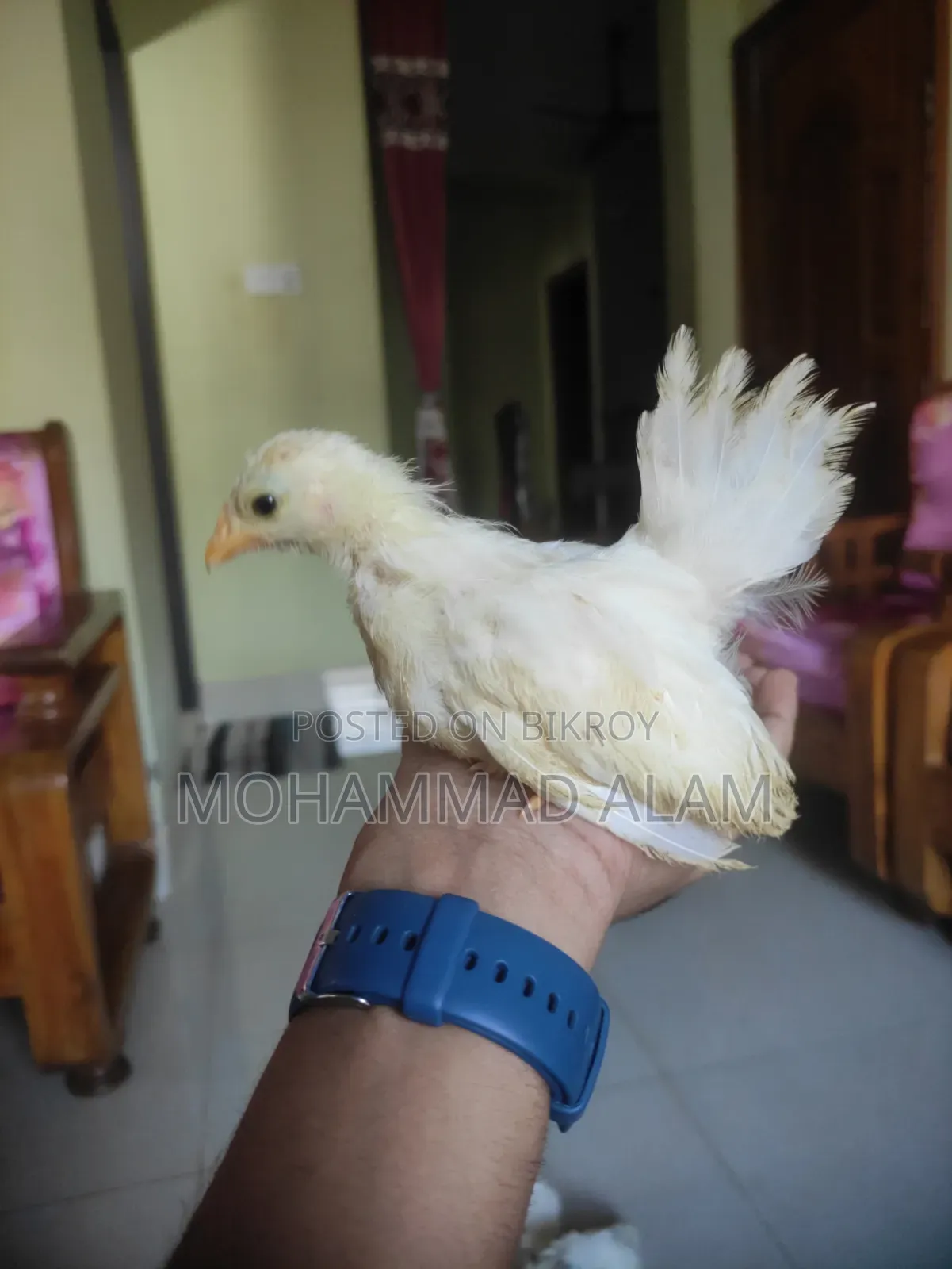 জাপানিজ বেন্তাম বেবি