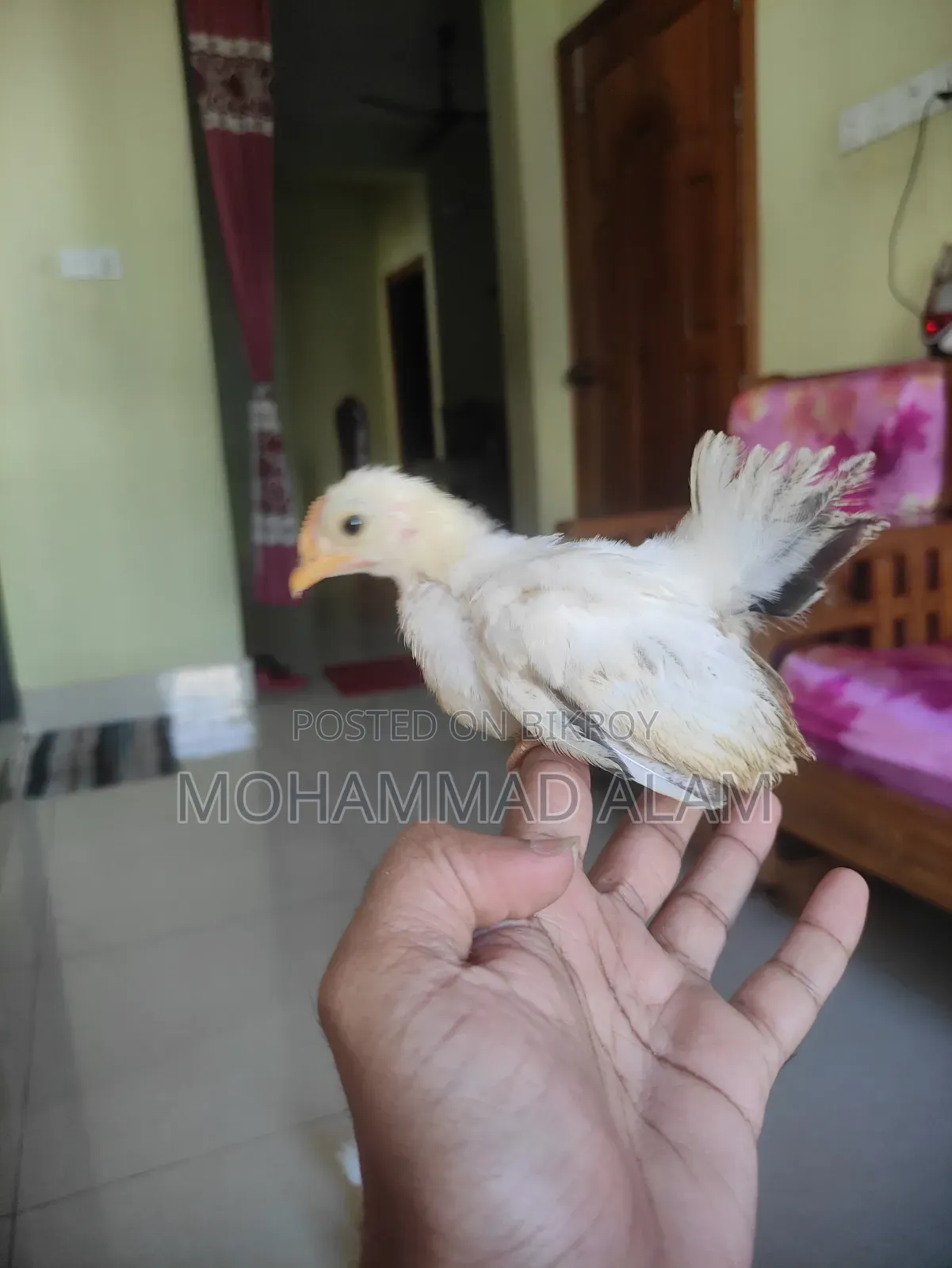 জাপানিজ বেন্তাম বেবি