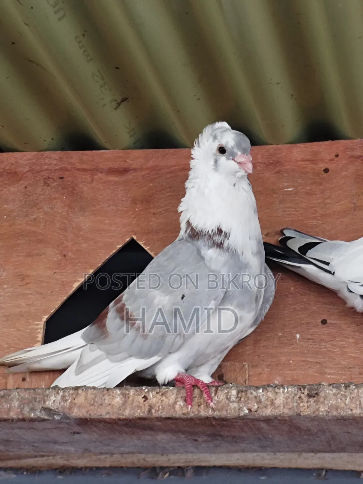 Running Pigeon Pair