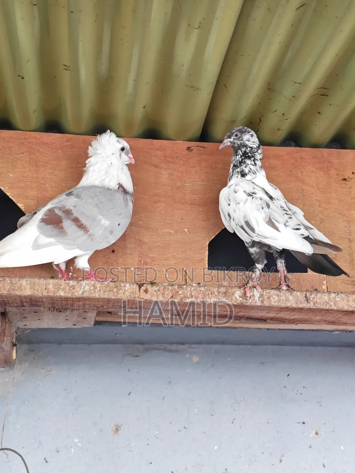 Running Pigeon Pair