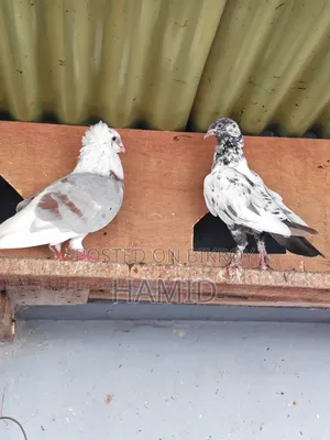 Running Pigeon Pair