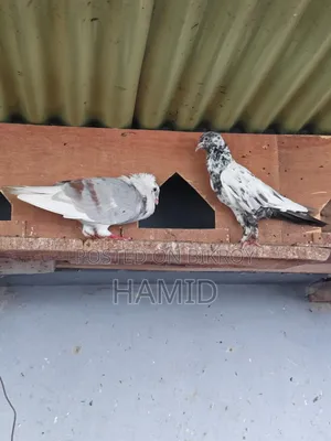 Running Pigeon Pair
