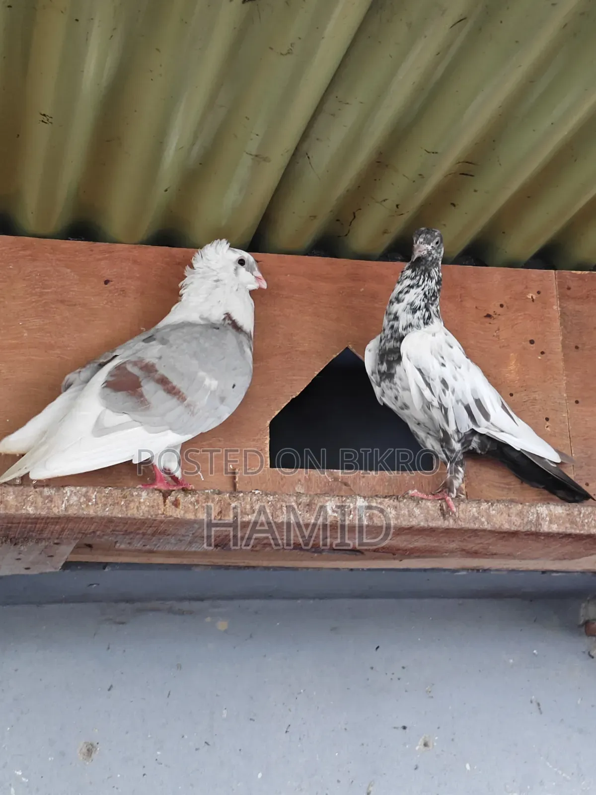 Running Pigeon Pair