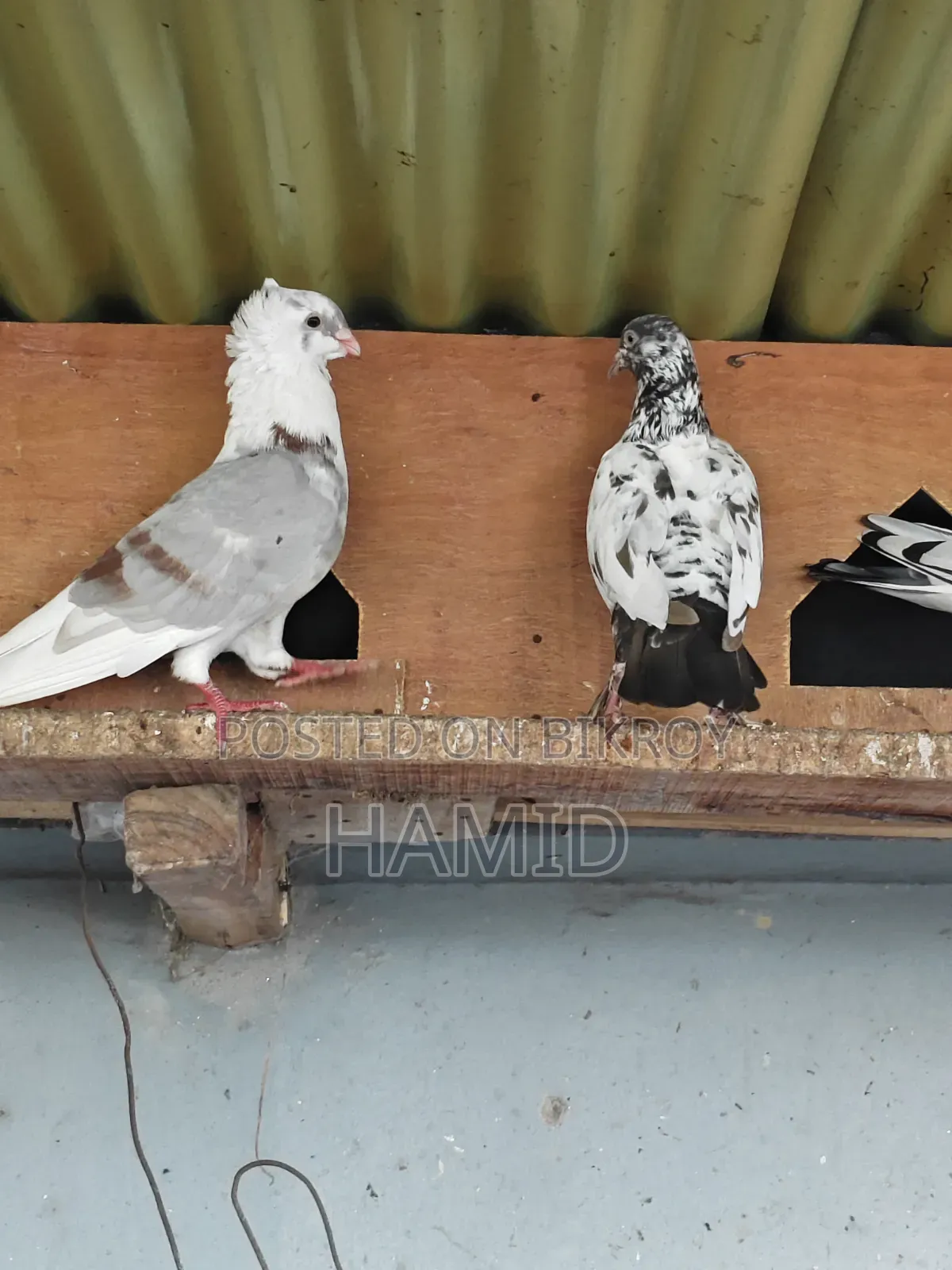 Running Pigeon Pair