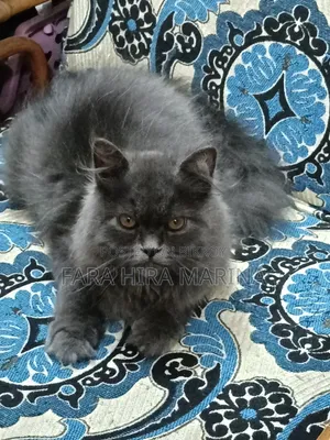 3-6 months Male Purebred Persian