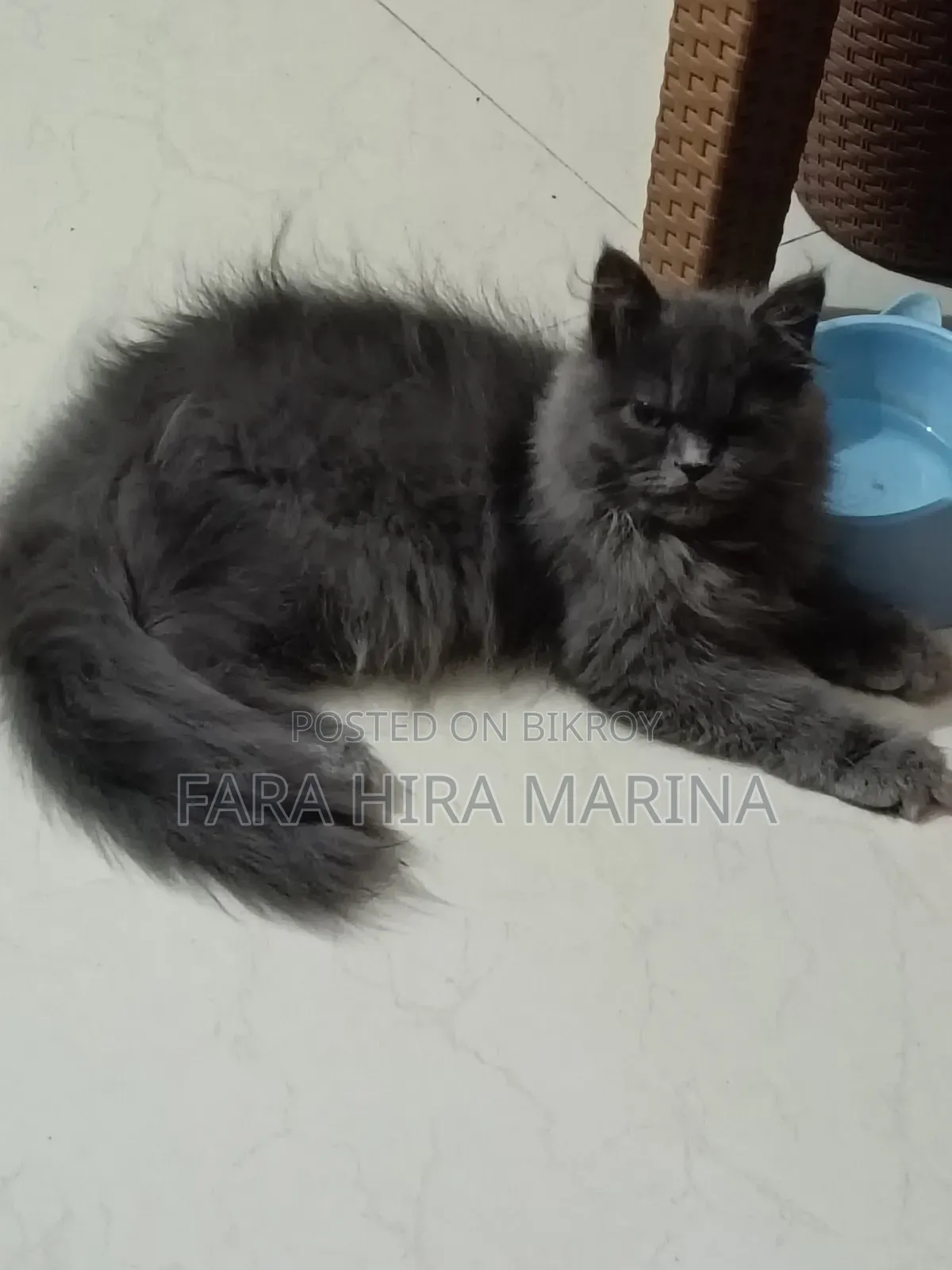 3-6 months Male Purebred Persian