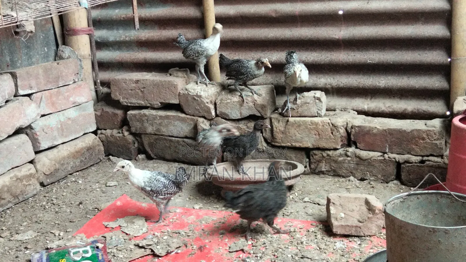 মুরগির বাচ্চা