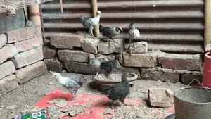 মুরগির বাচ্চা
