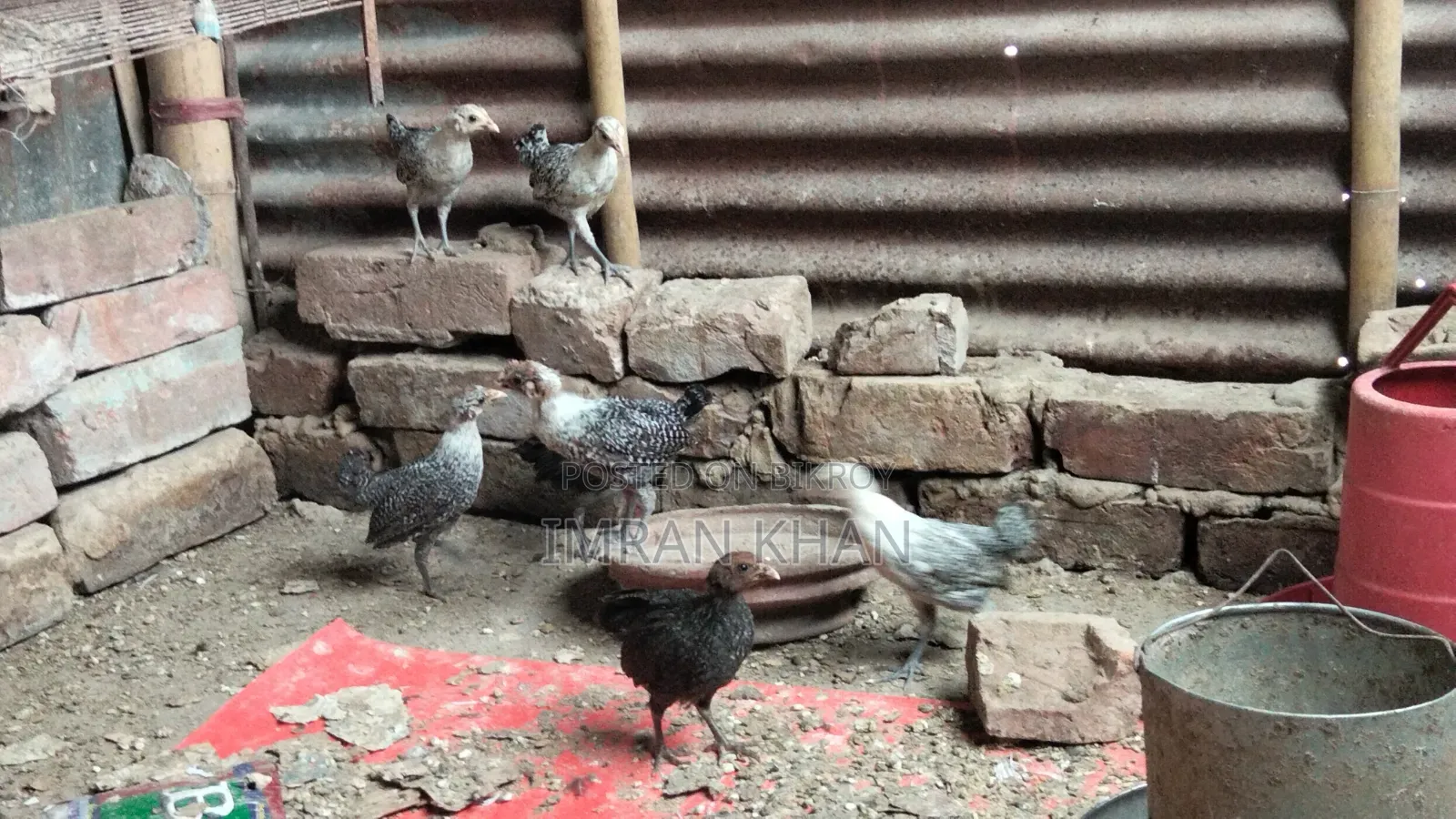 মুরগির বাচ্চা
