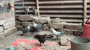 মুরগির বাচ্চা