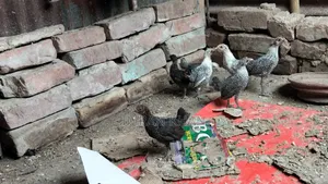 মুরগির বাচ্চা