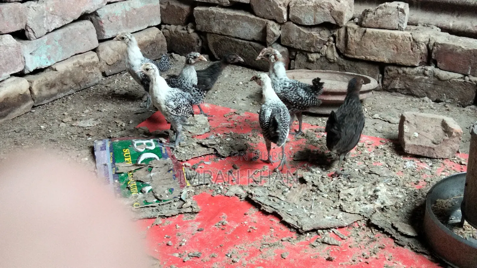 মুরগির বাচ্চা