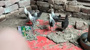 মুরগির বাচ্চা