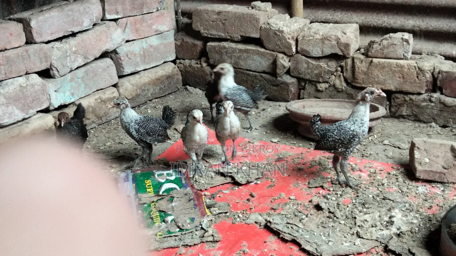 মুরগির বাচ্চা