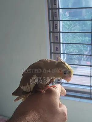 গ্রে ফুল টেম ককাটেল