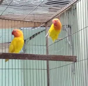ফিশার লাভ বার্ড