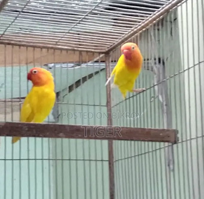 ফিশার লাভ বার্ড